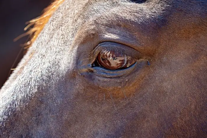 How To Treat Fungal Eye Infections In Horses