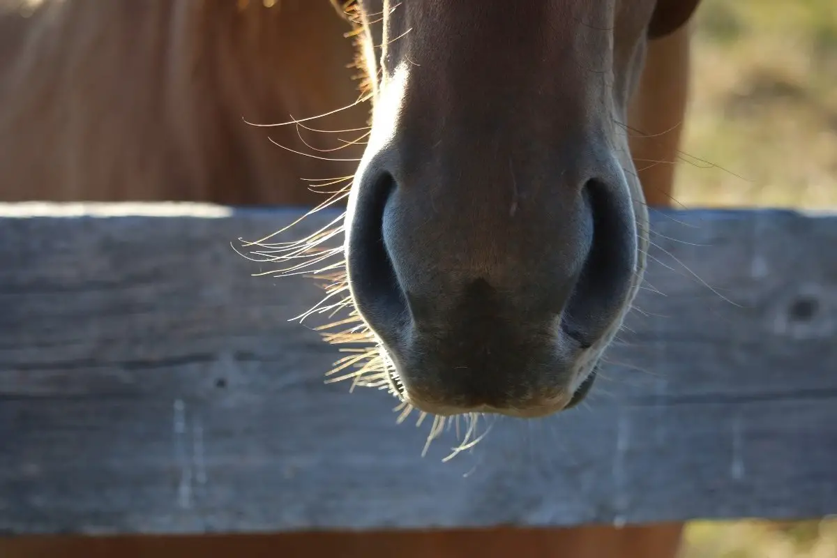How To Treat Heaves In Horses With Dexamethasone