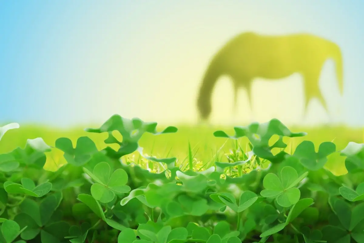 Is Clover Bad For Horses