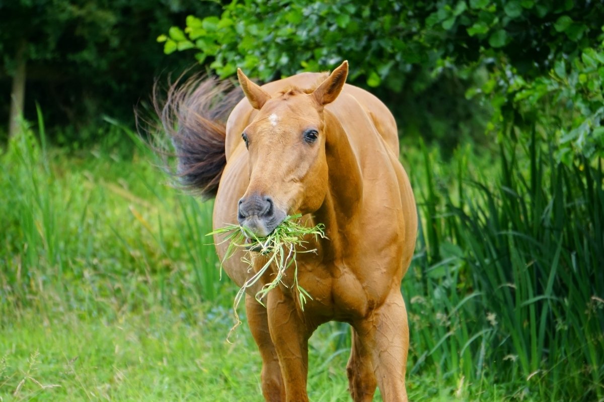 Is Grass Low In Protein - Horse Grazing Nutrition Explained!