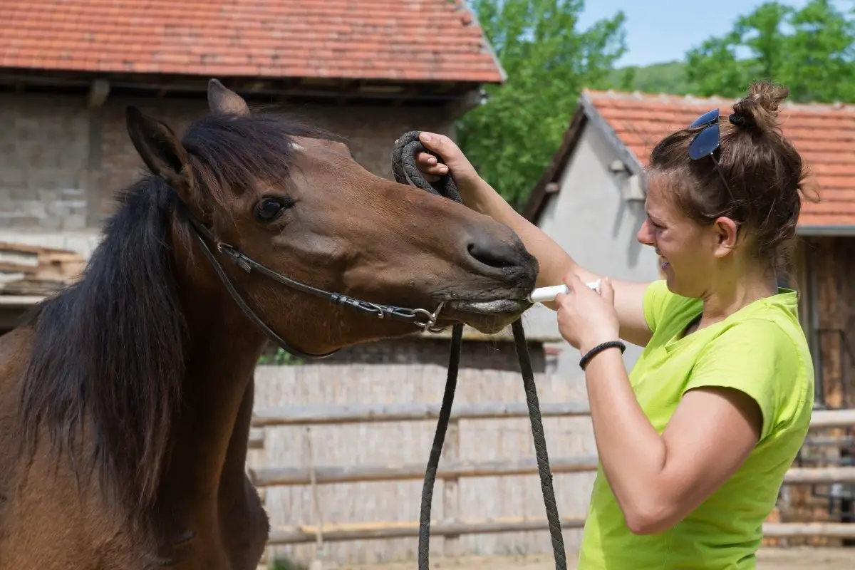 Oral Sedatives For Horses