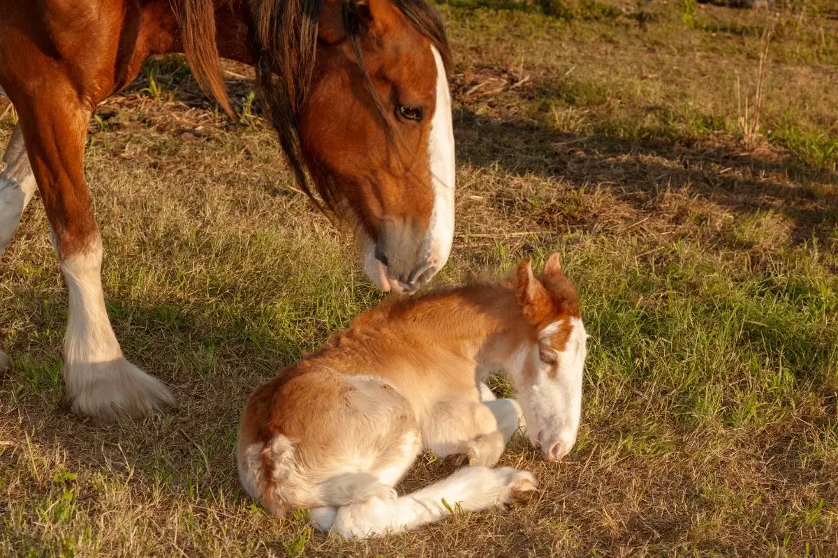 Practices To Help Improve Neonatal GI Tract Of Foals