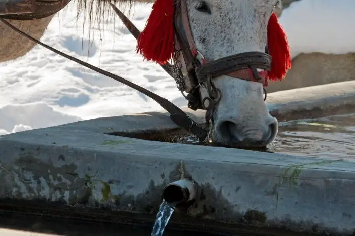 Provide Fresh Water, Not Ice - Horses in The Cold