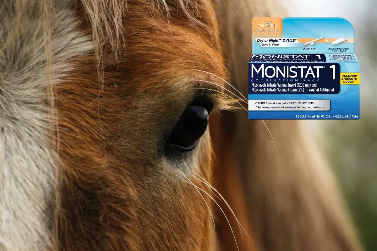 Putting Monistat In Horse's Eye - Why And How Explained