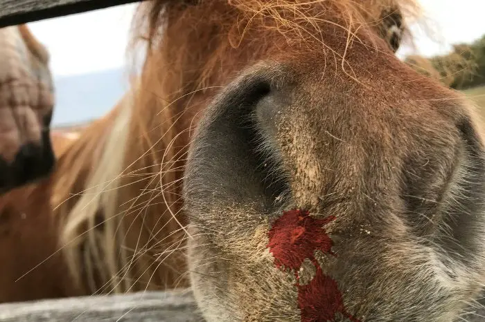 Reasons Why Horses Fur On Nose Turning Red