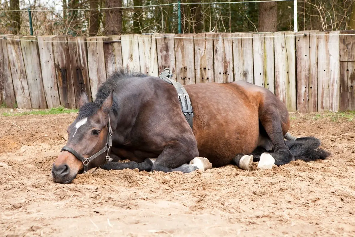 Signs Of Labor For Horses - Know The Stages!