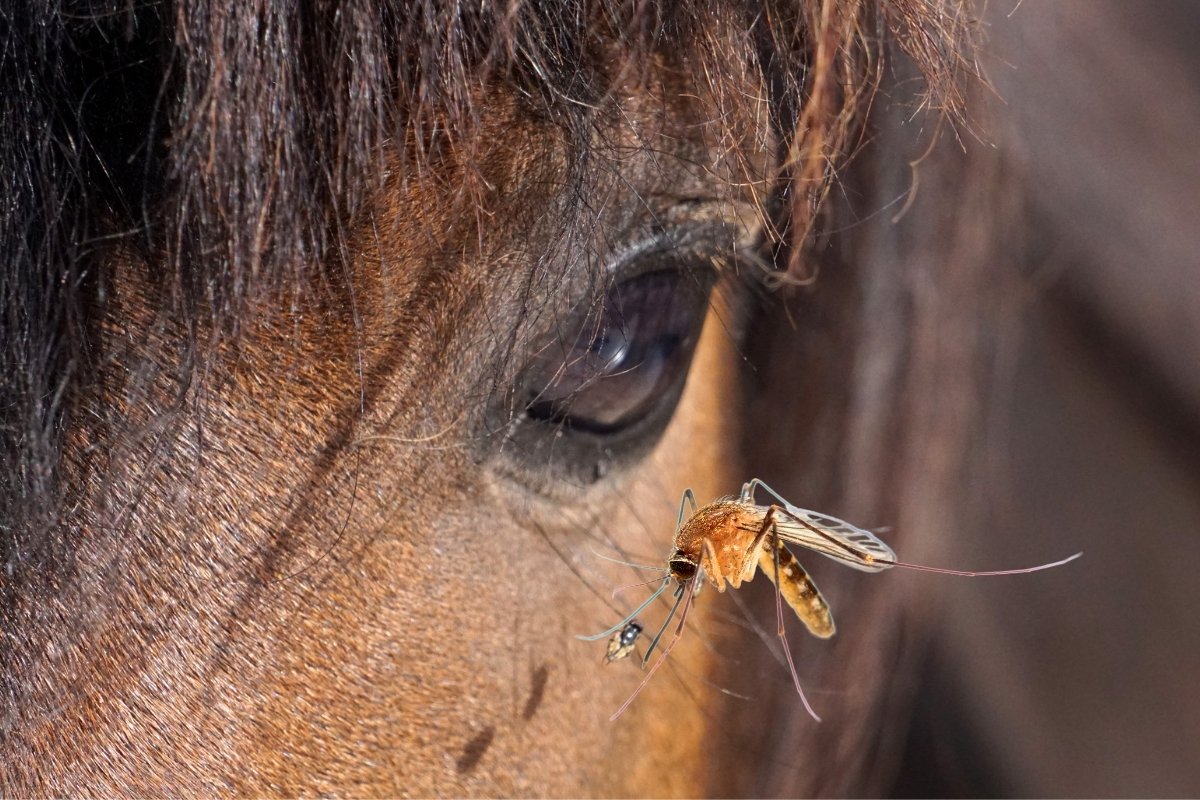 Treatment For West Nile Virus In Horses