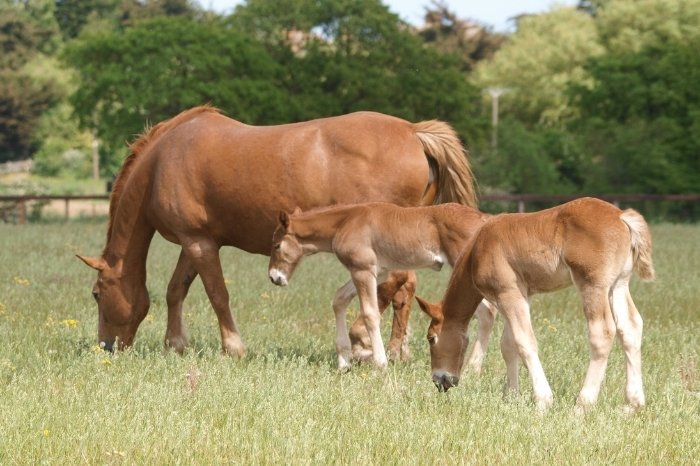 Twin Foals In Horses