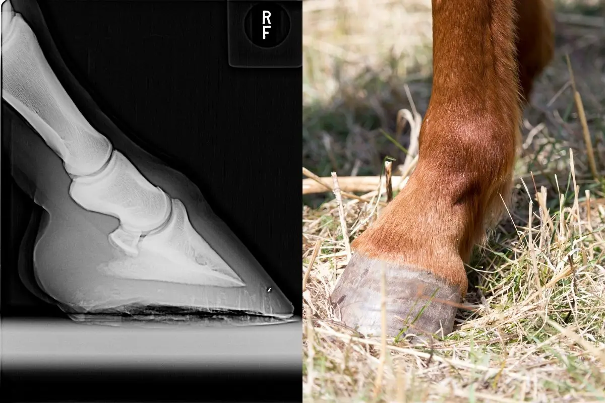 View Of A Normal Horse Foot Radiograph Versus Navicular