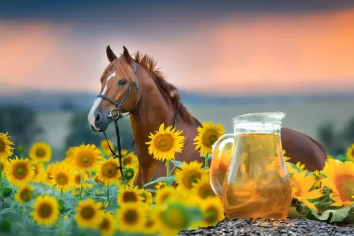 What Are Black Oil Sunflower Seeds For Horses