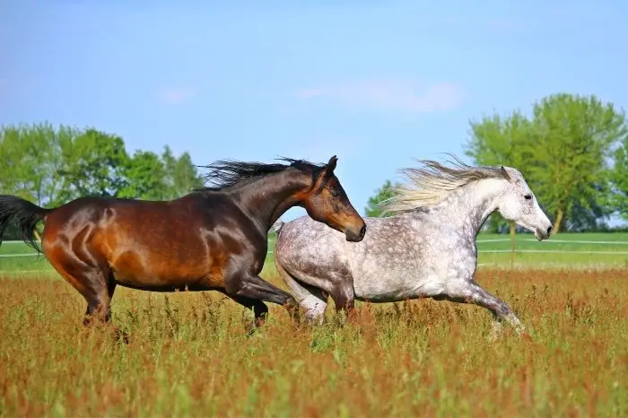 What Are Joint Supplements For Horses