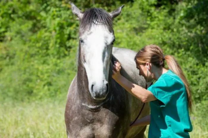 What Are The Signs Of Uterine Infection In Horses