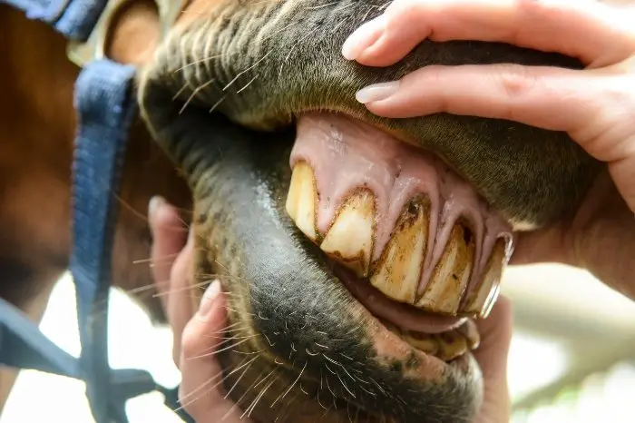 What Color Are Horse Teeth