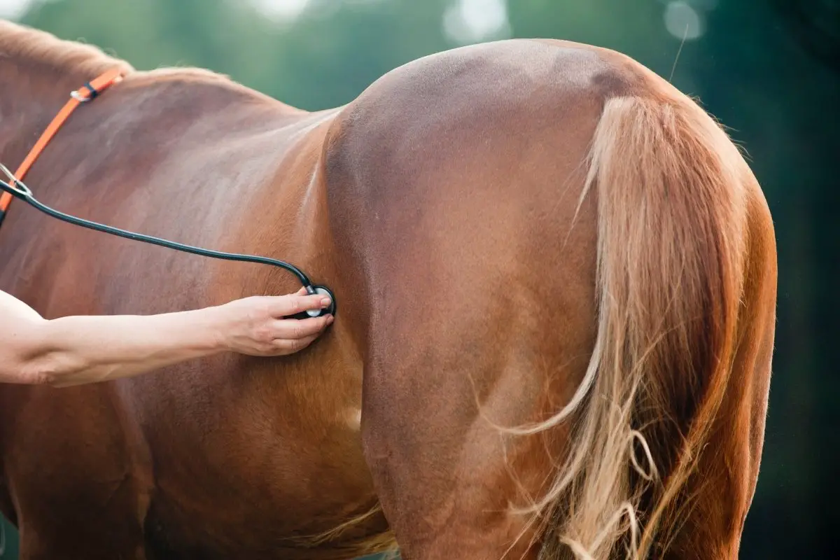 What Is SAA Horse - Serum Amyloid A Explained!