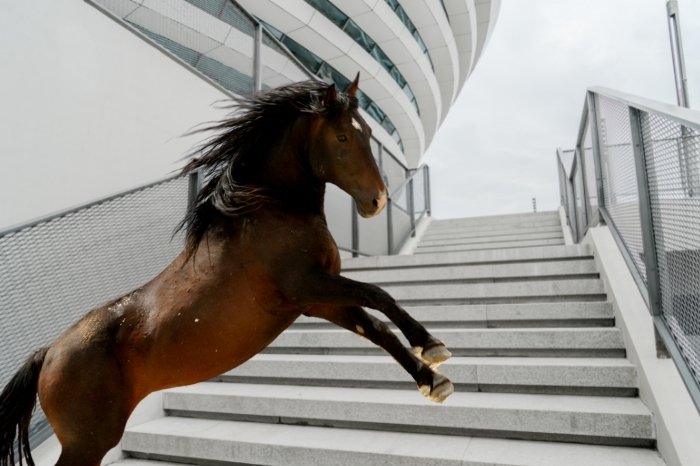 What Is The Best Horse Stairs Alternative