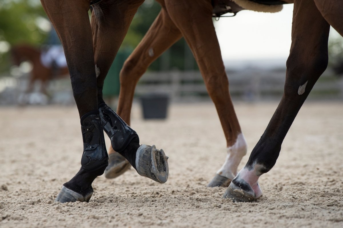 What Is The Most Effective Joint Supplement For Horses