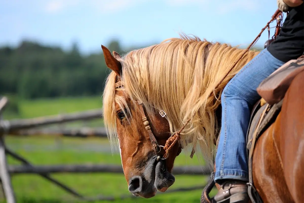 What Makes A Good Western Pleasure Horse