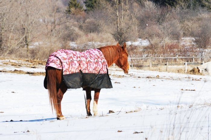 What To Do If Your Horse Ties-Up