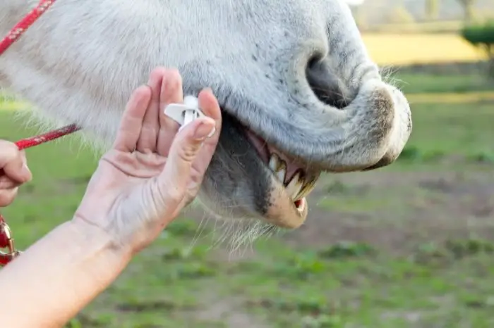 What Types Of Oral Sedatives For Horses Are There