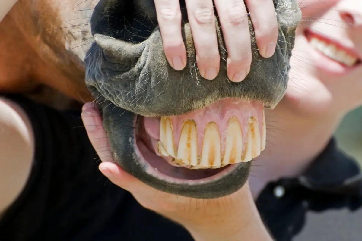 Why Are Horse Teeth Yellow
