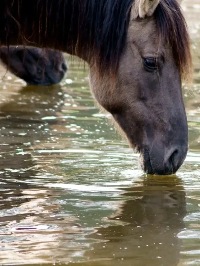 Find Out If Electrolytes Can Cause Seizures In Older Horses