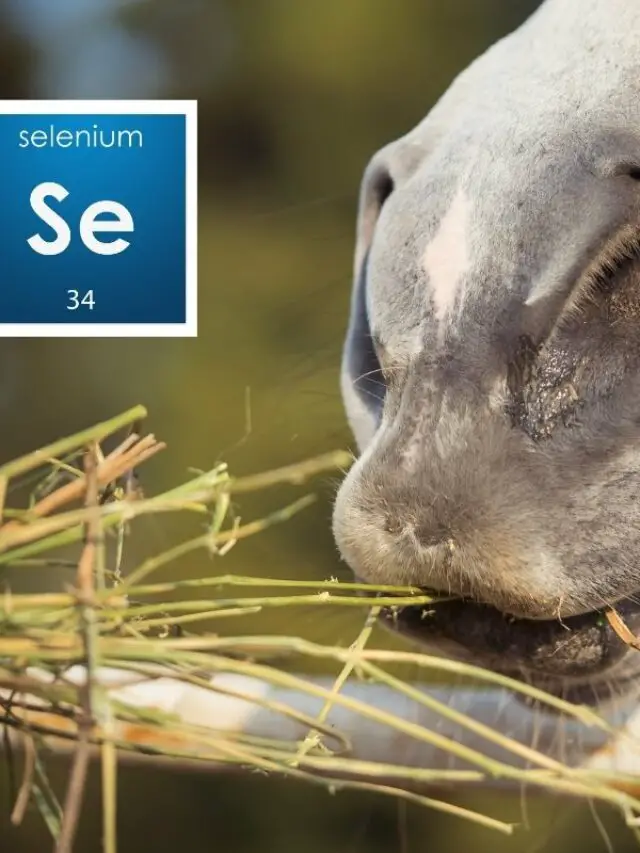 Signs Horse Lacking Selenium - Selenium Deficiency Explained