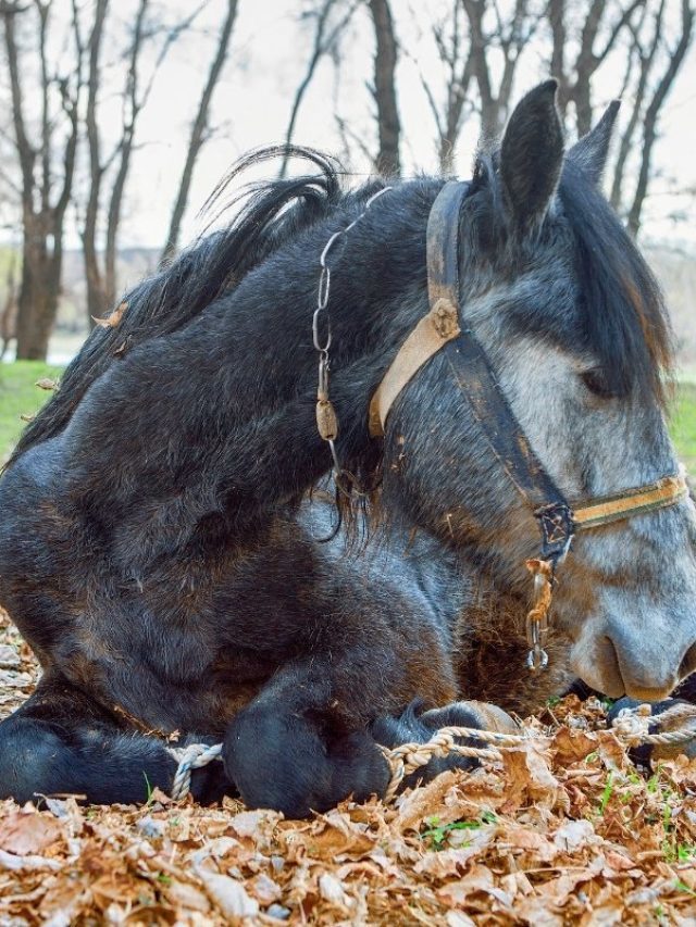 Tetanus Toxoid & Antitoxin In Horses- What Is The Difference