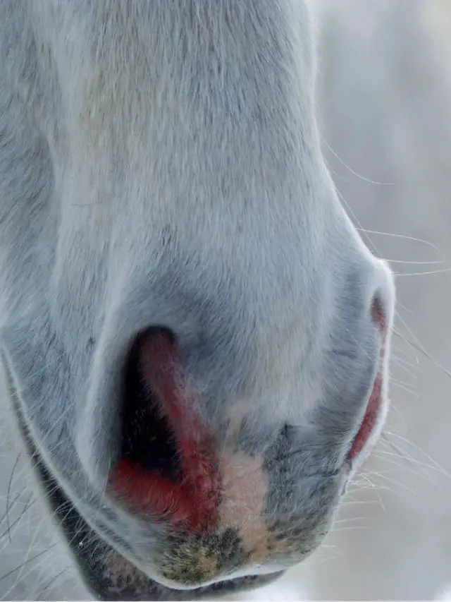 Why Is My Horses Fur On Nose Turning Red