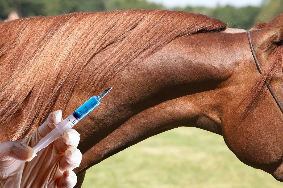 Ace For Horses Dosage - How Much Should You Give