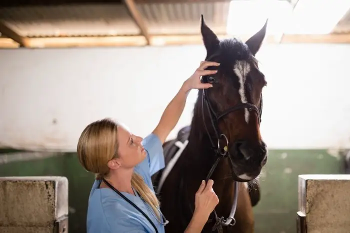 Being An Equine Vets - Good Points And Bad Points
