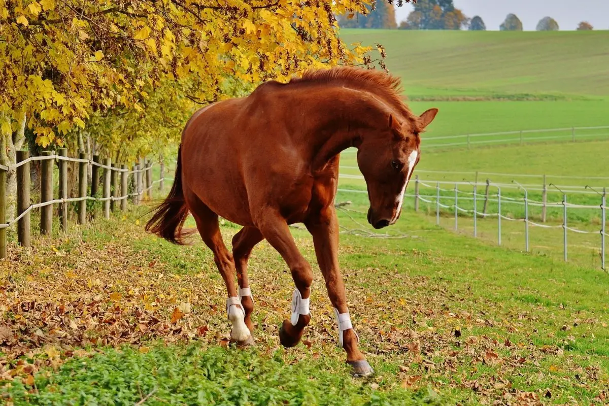 Causes Of Sudden Neurological Symptoms In Horses