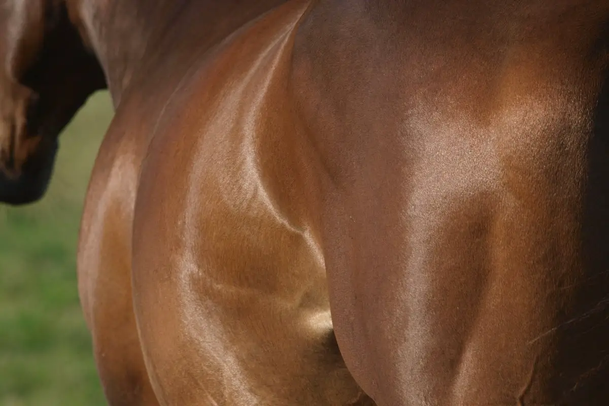 Causes Of Swollen Sheath In Horses Explained