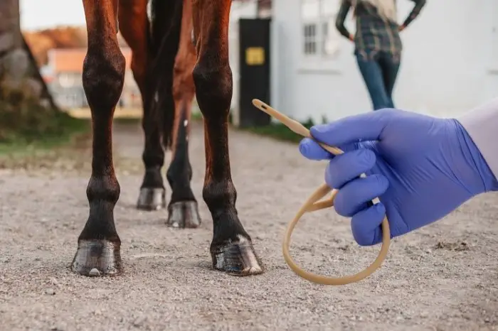 Cellulitis In Horses - Surgical Drainage