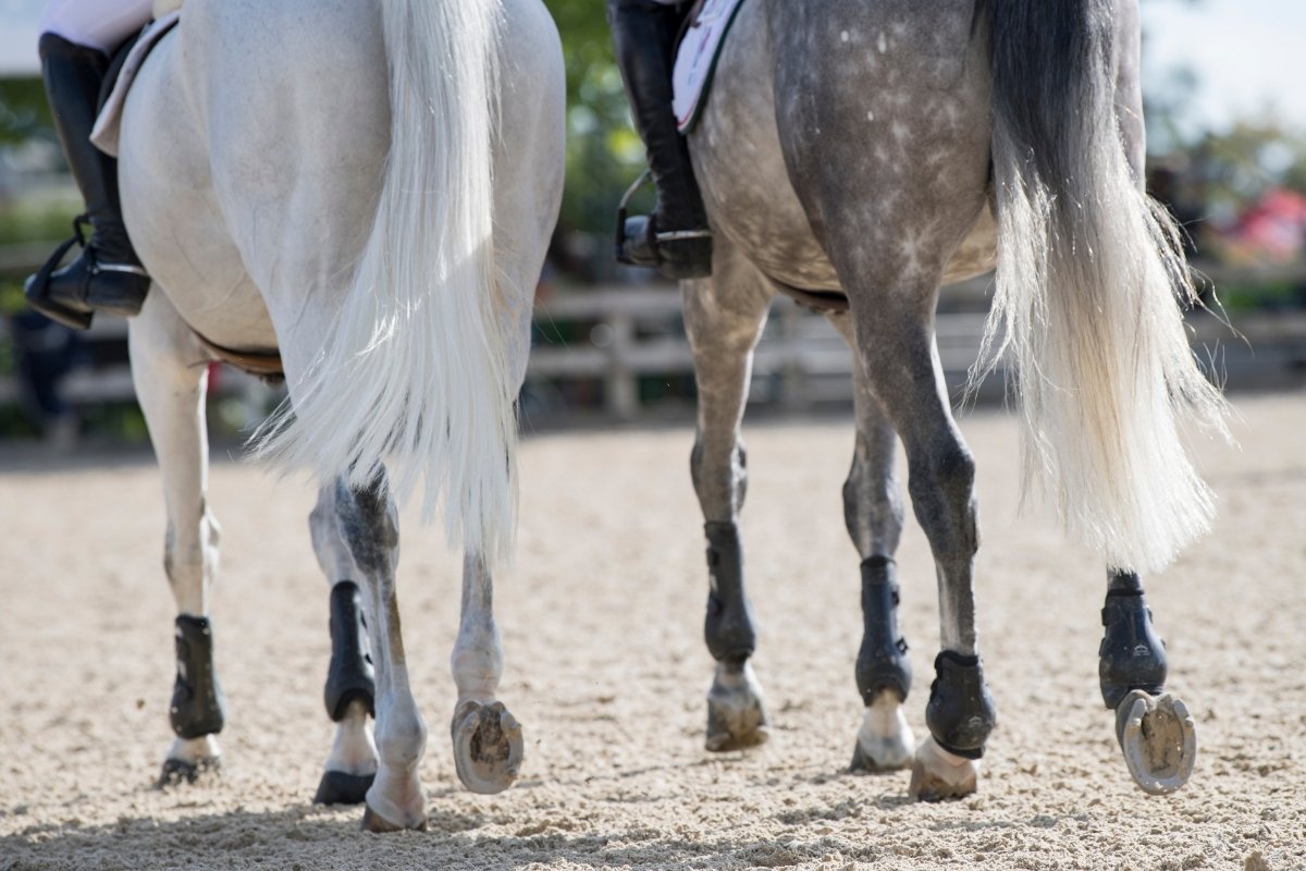 Deep Flexor Tendon Injury In Horses - Causes And Treatments Explained