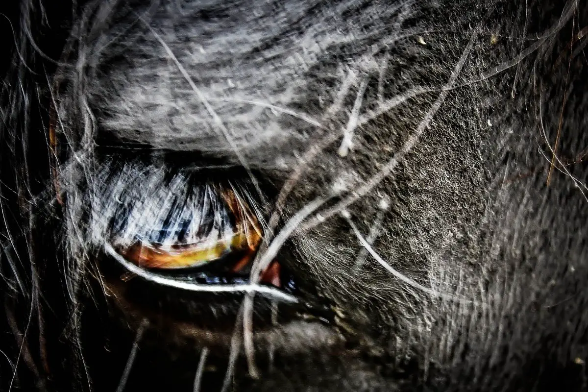 Eye Ulcer in the Horse Will Not Heal - What to Do