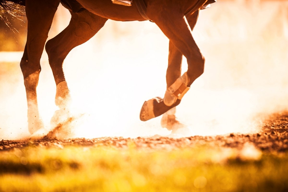 Horse Stumbling Hind End - What Does It Mean When Your Horse Stumbles
