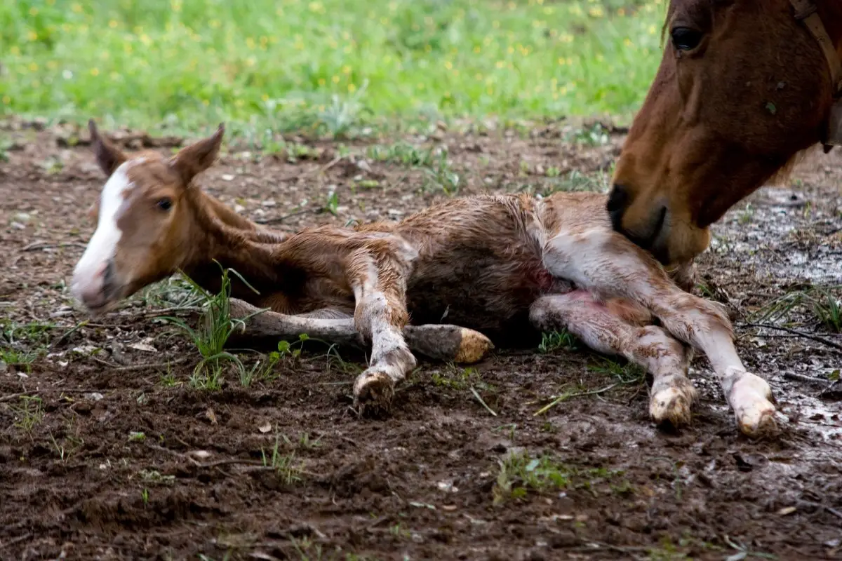How Do Horses Give Birth? - 3 Stages