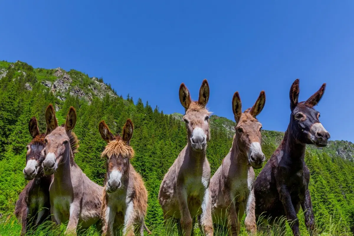 How Long Does a Donkey Live For? Amazing Donkey Lifespan Facts Revealed!