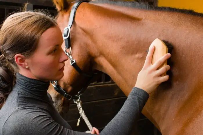 How Much Time Does a Horse Need - Grooming And Care