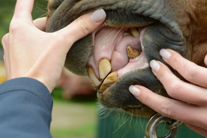 How Often Should A Horse Get Its Teeth Floated