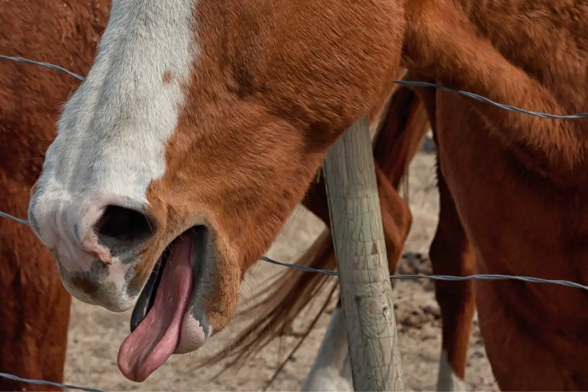 How To Diagnose Heaves In Horses