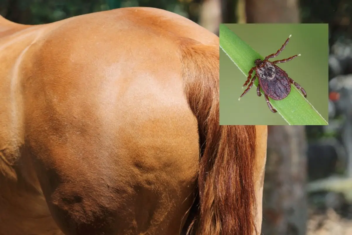 How To Keep Ticks Off Horses