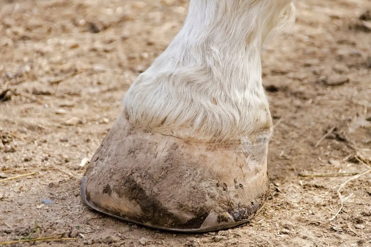 Quarter Crack In Horse Hoof - Causes And Treatments