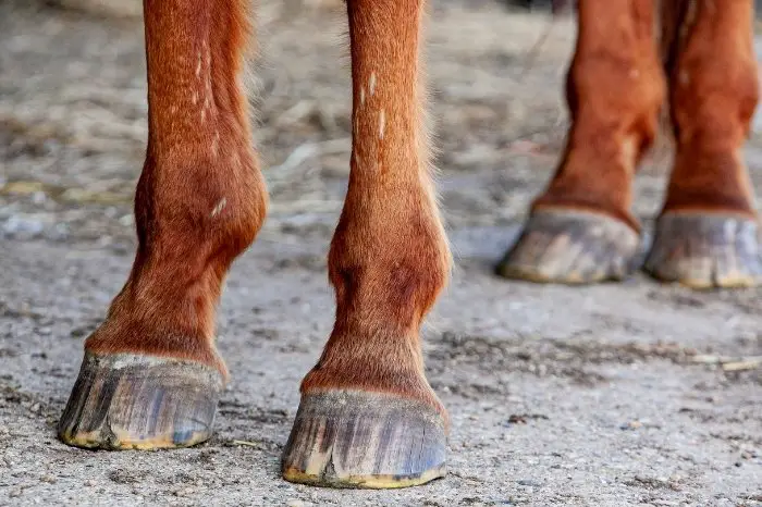 Symptoms Of Cellulitis In Horses