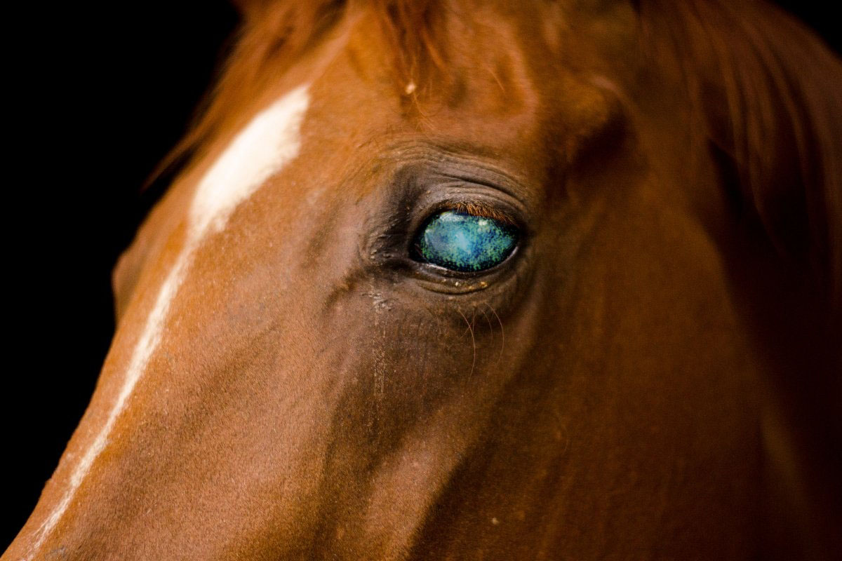 Treating An Eye Ulcer In Horses