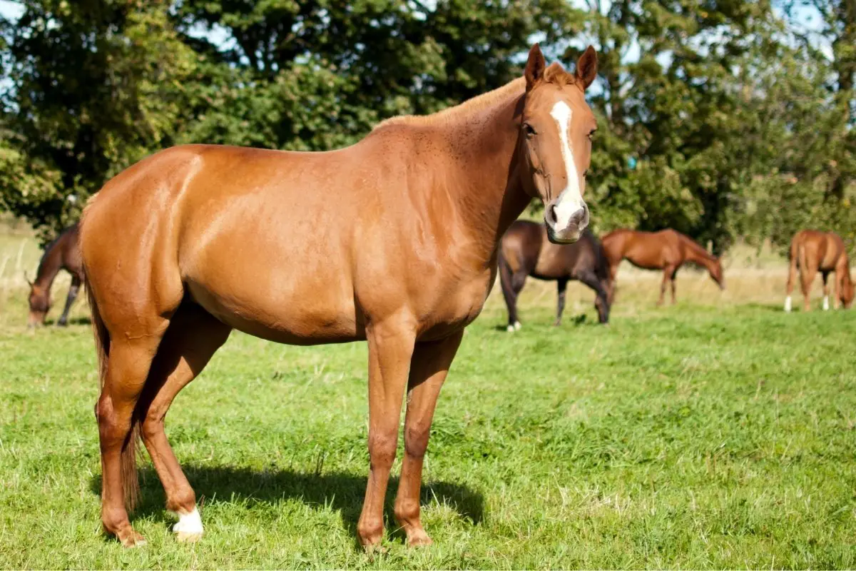 Ulcer Medicine For Horses