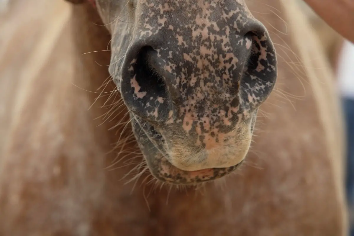 Vesicular Stomatitis in Horses