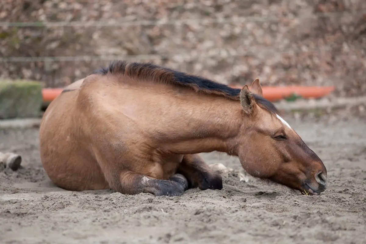 What Are Some Reasons For Belly Soreness And Ulcers In Horses