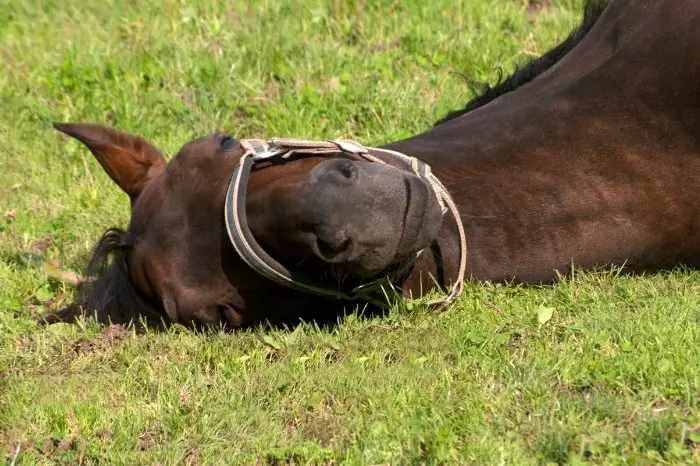 What Are Sudden Neurological Symptoms In Horses