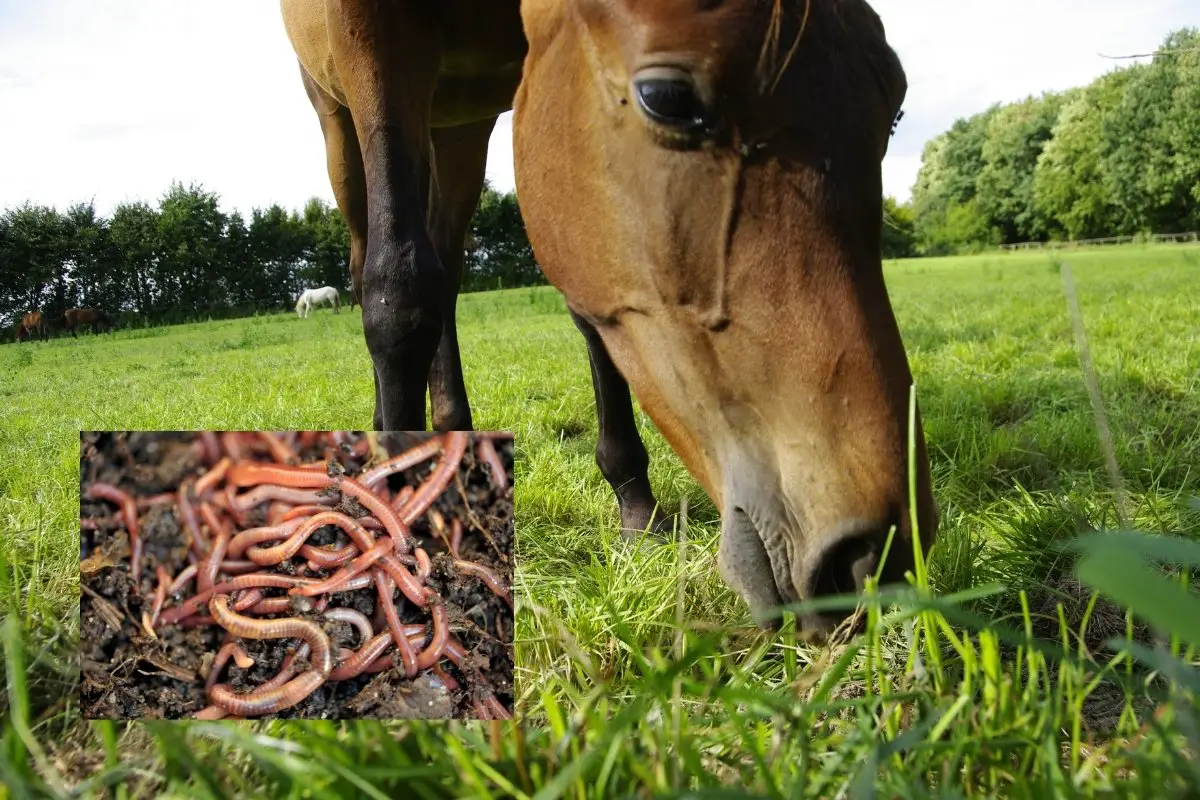 What Are Worms And Bots In Horses